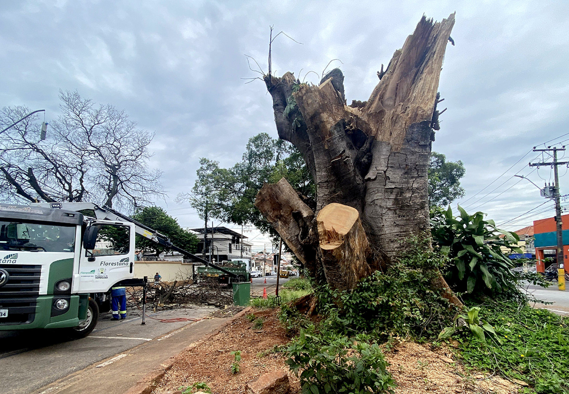 Retirada incluiu dois ficus e um ipê após laudo técnico 
Trecho da rua e da calçada precisaram ser interditados 

