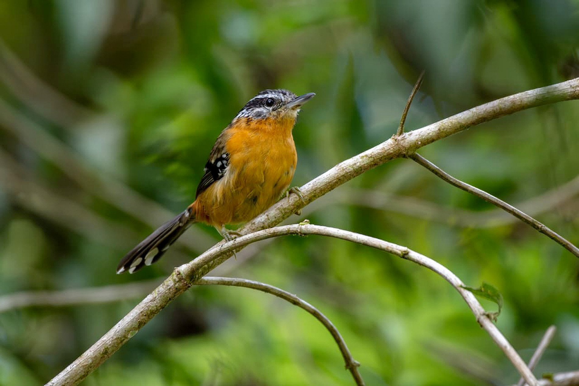 Pequenino e esperto, o dituí canta 