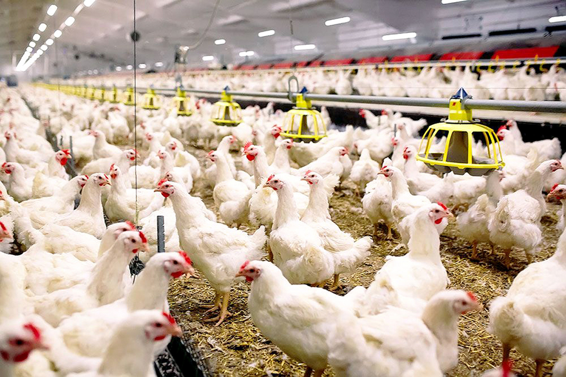 Exportação será suspensa temporariamente
