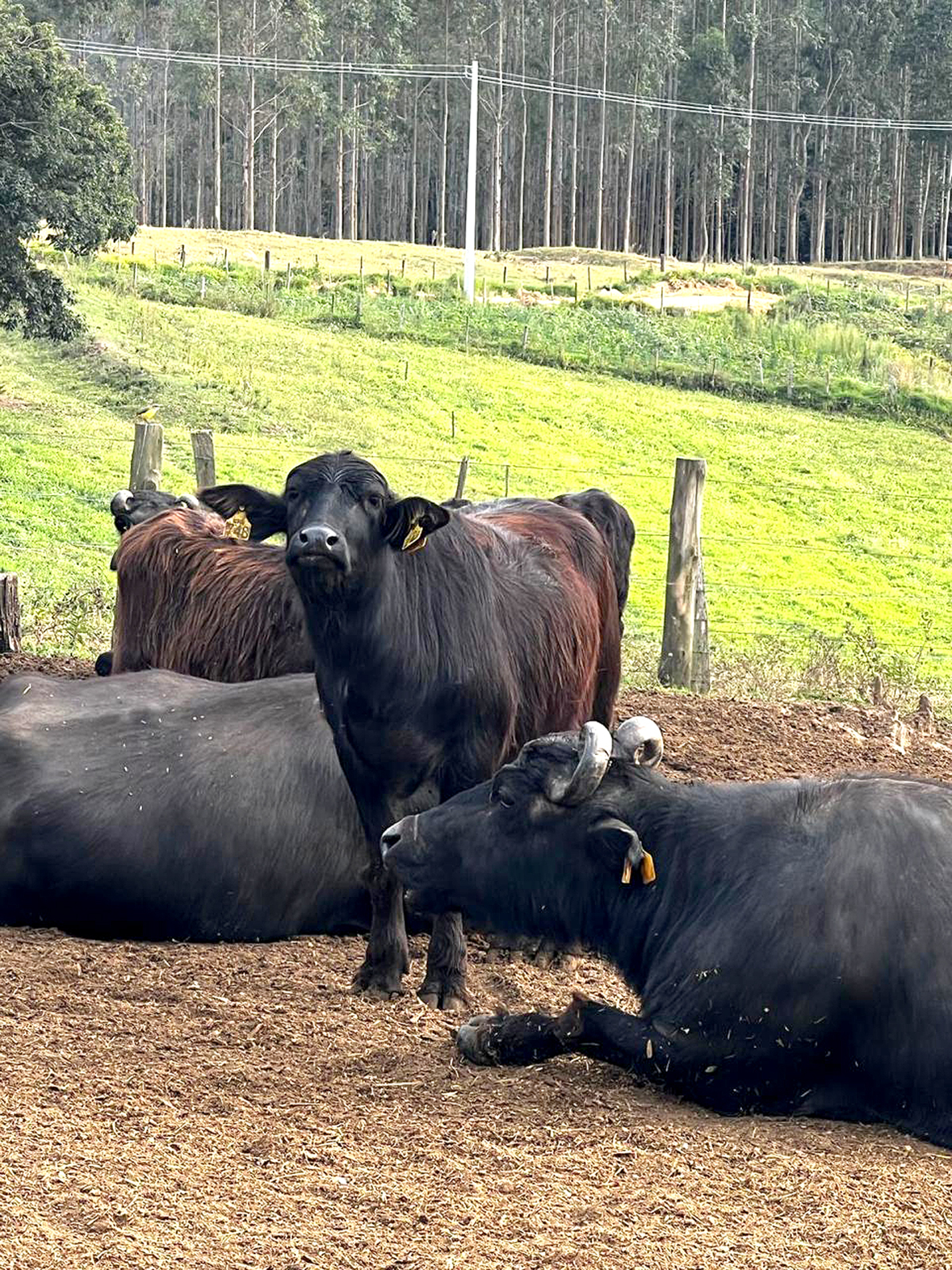 Bubalinos impulsionam agro familiar

