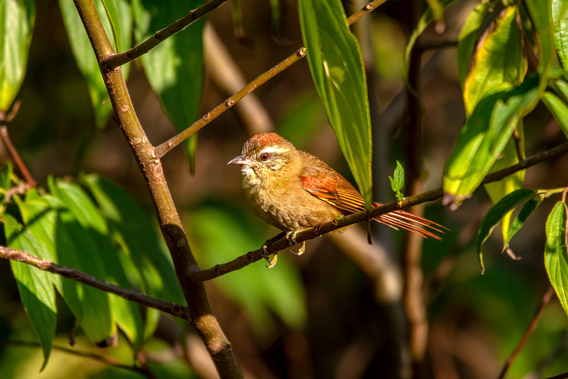 Pequeno e esperto, o arredio-pálido adora explorar as copas das árvores e se pendurar em busca de insetos
