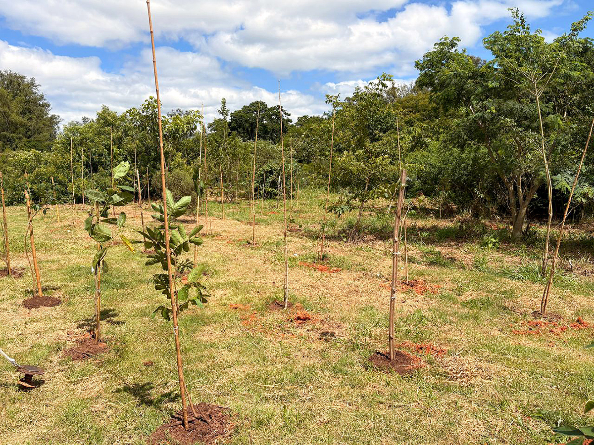 Cerca de 400 mudas foram plantadas às margens do rio Pirajibú-Mirim