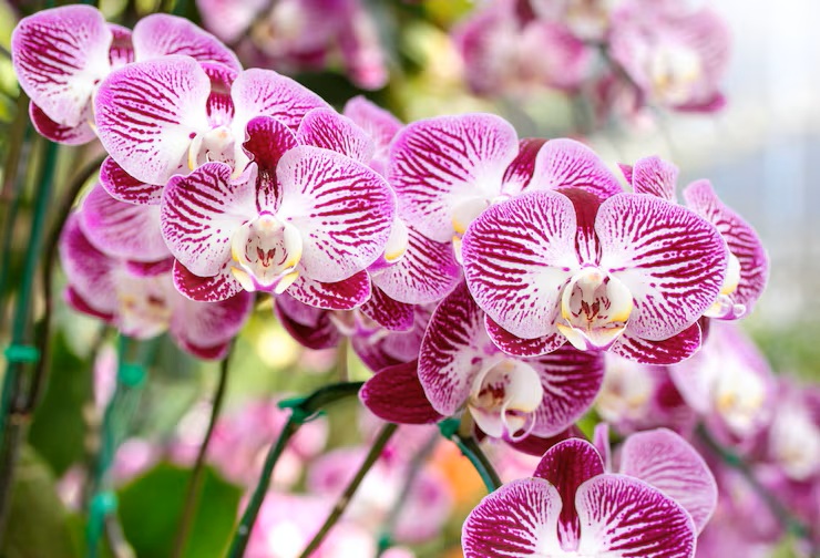 Evento ocorre das 16h às 22h, na Praça de Eventos da Rodoviária