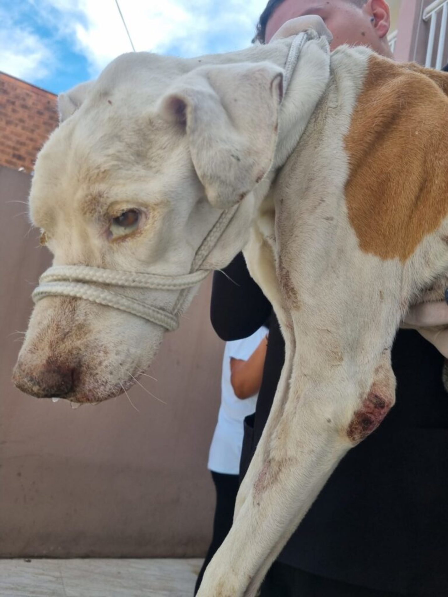 Devido à gravidade do quadro clínico, o animal precisou ser submetido à eutanásia