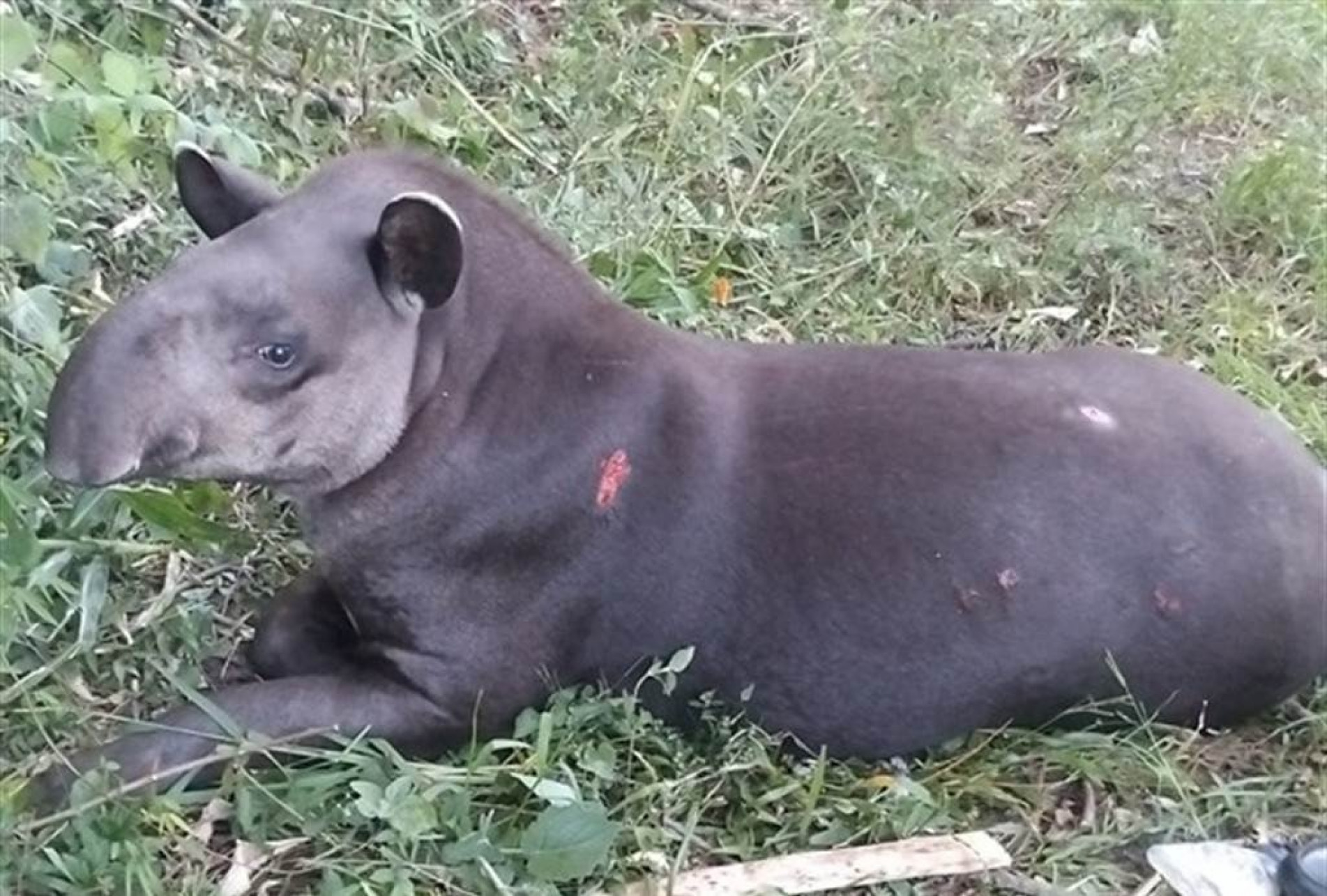 A anta foi batizada de Anthony e passa a receber acolhimento