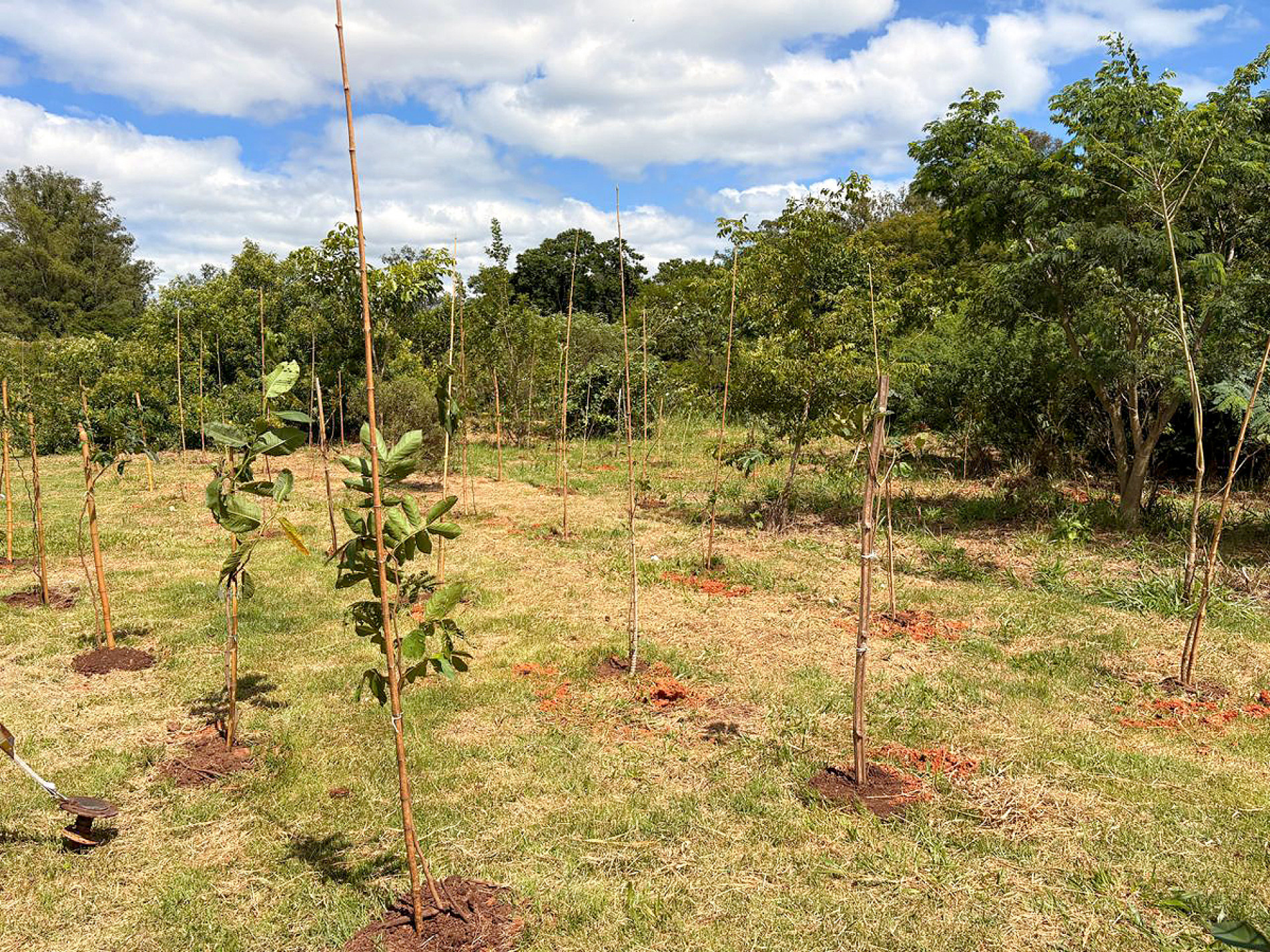 
Com a ajuda de voluntários e familiares, crianças plantam mudas e mostram que 
pequenas atitudes fazem a 
diferença
