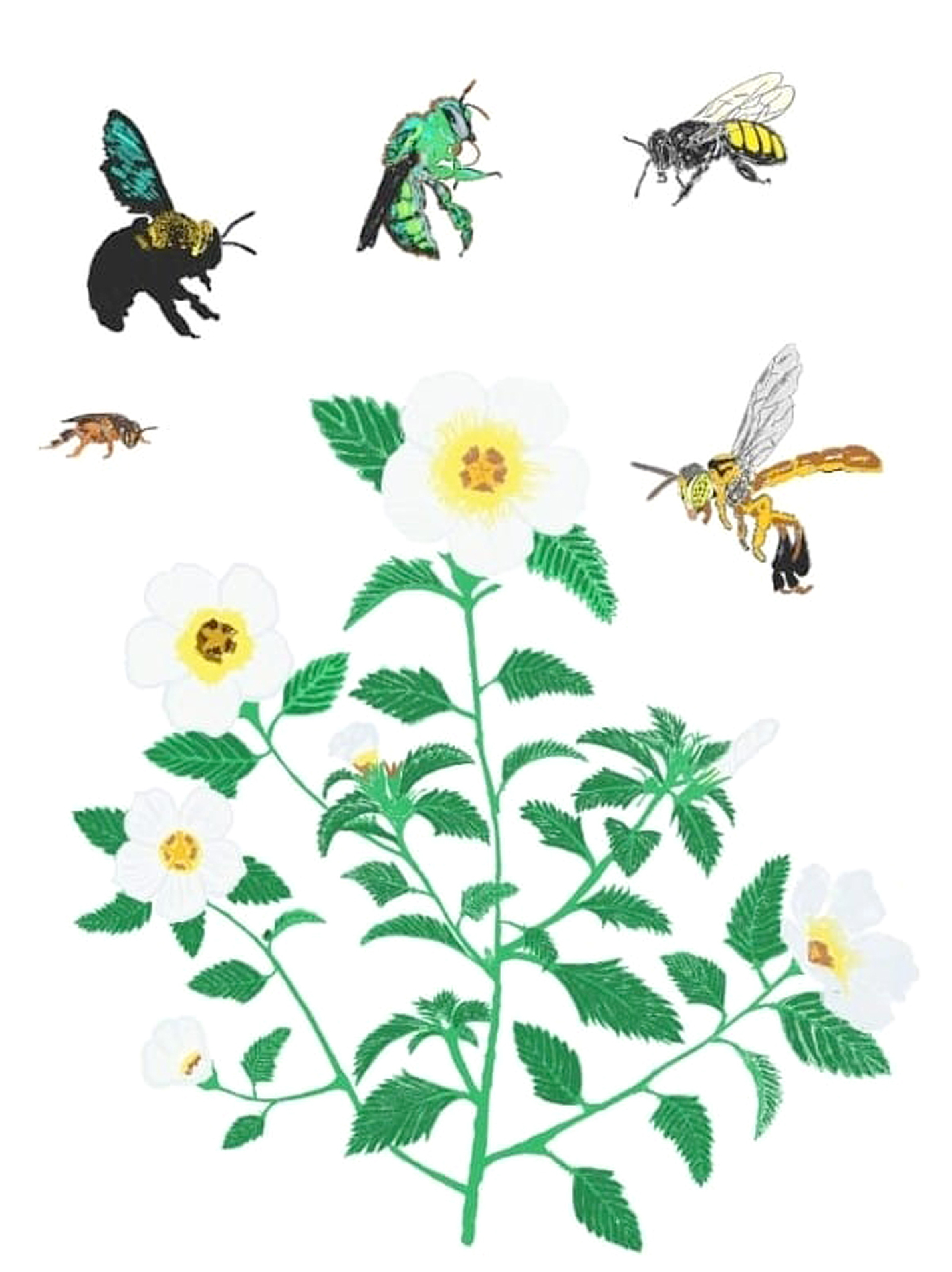 A planta chanana (Turnera subulata) e as abelhas Mandaçaia (Melipona quadrifasciata anthidioides), Mirim droryana (Plebeia droryana), Mamangava (Xylocopa suspecta), Jataí (Tetragonisca angustula) e abelhas das orquídeas (Euglossa fimbriata)
