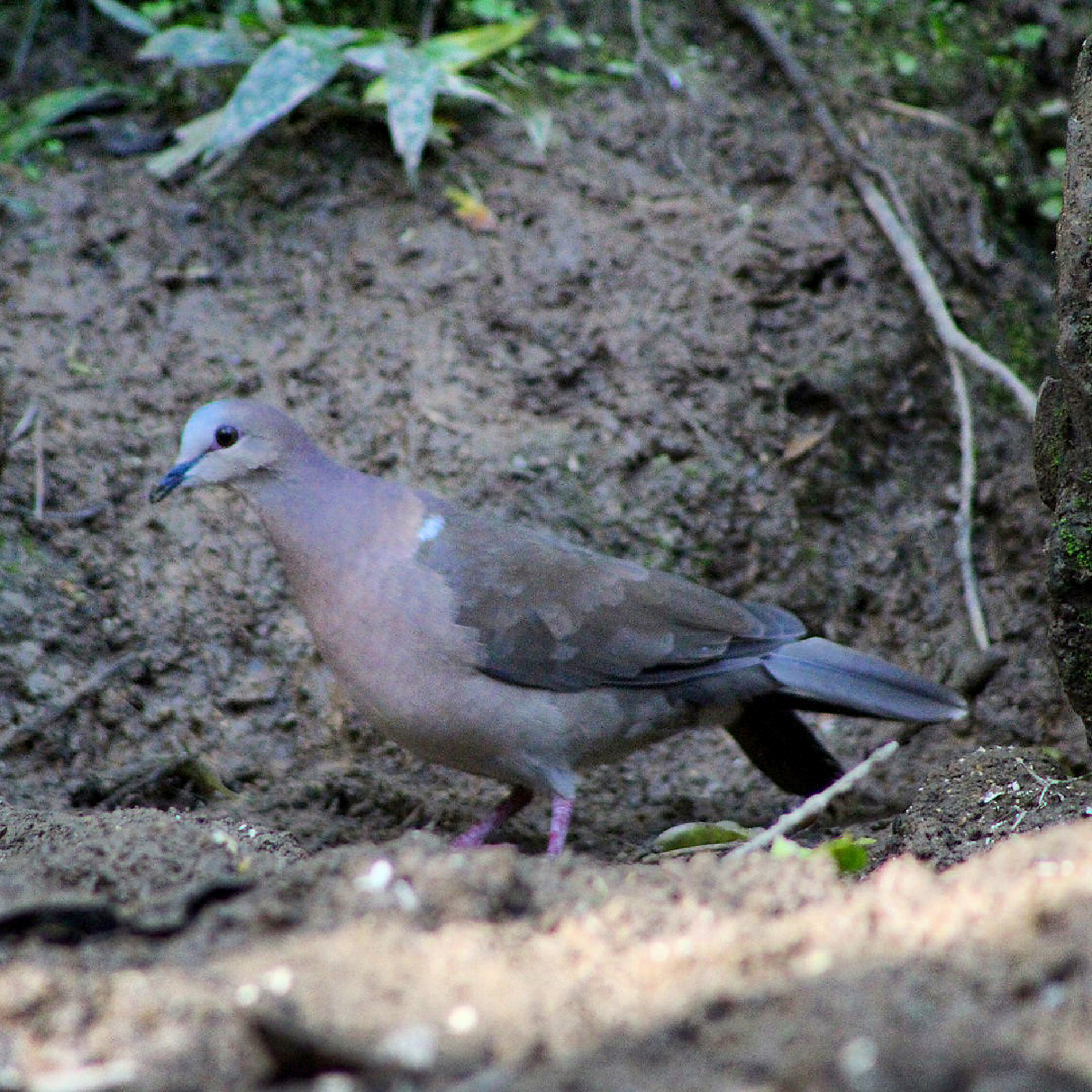 Discreta e elegante, a juriti - de - testa - branca caminha pelo chão da floresta em busca de sementinhas
