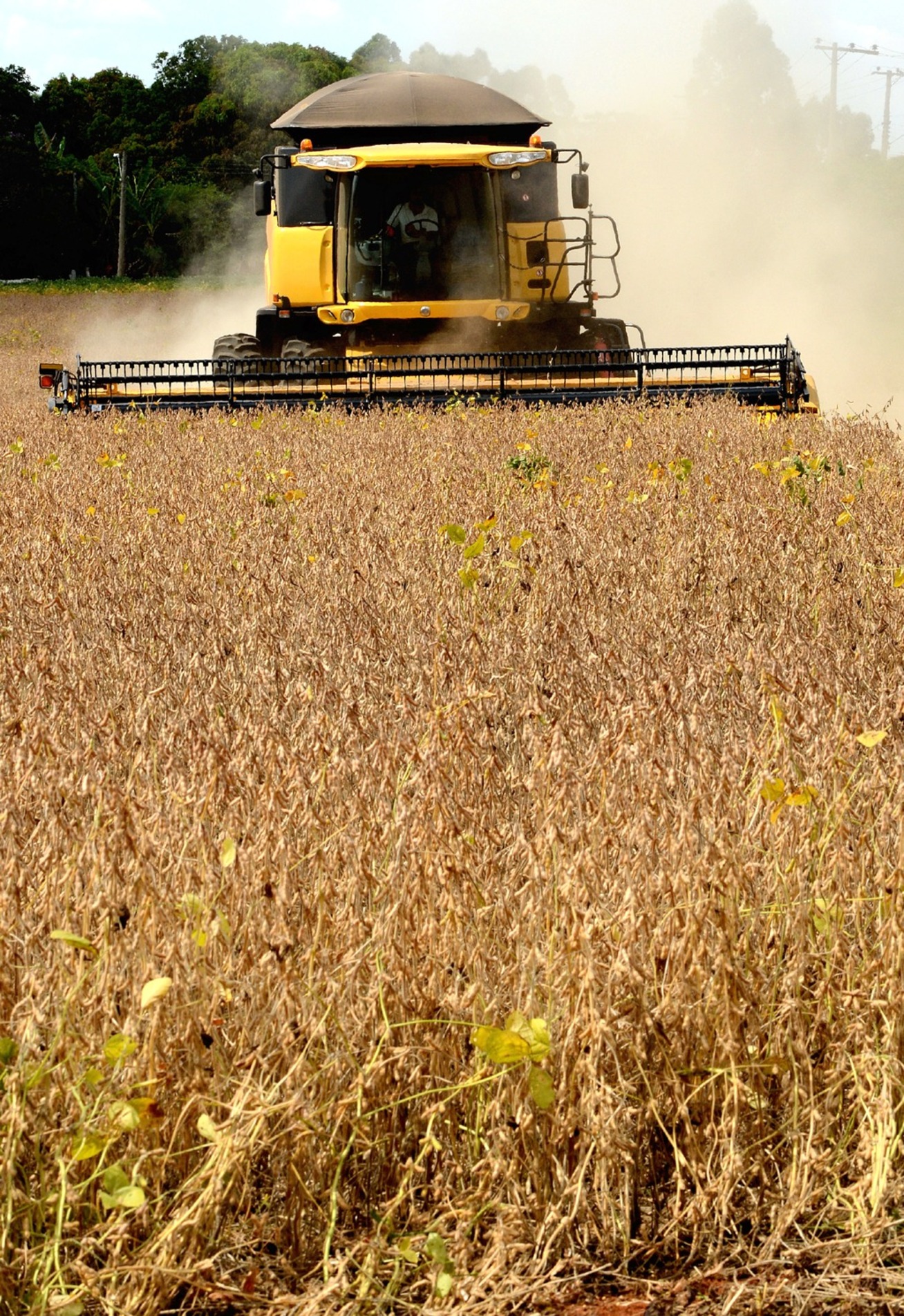 Colheita é prejudicada 
