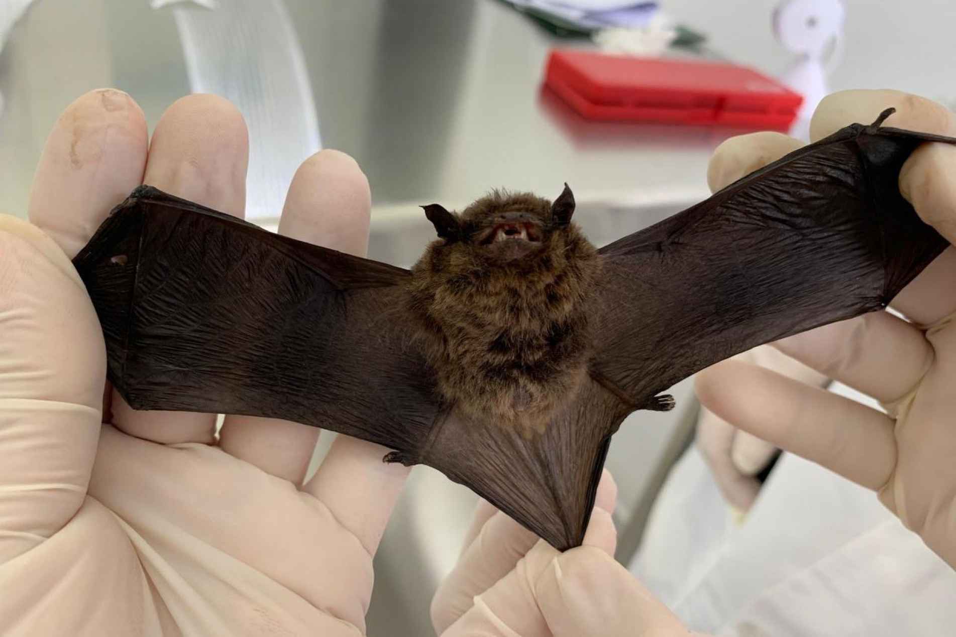 Mais dois casos de morcego com raiva são confirmados em Sorocaba