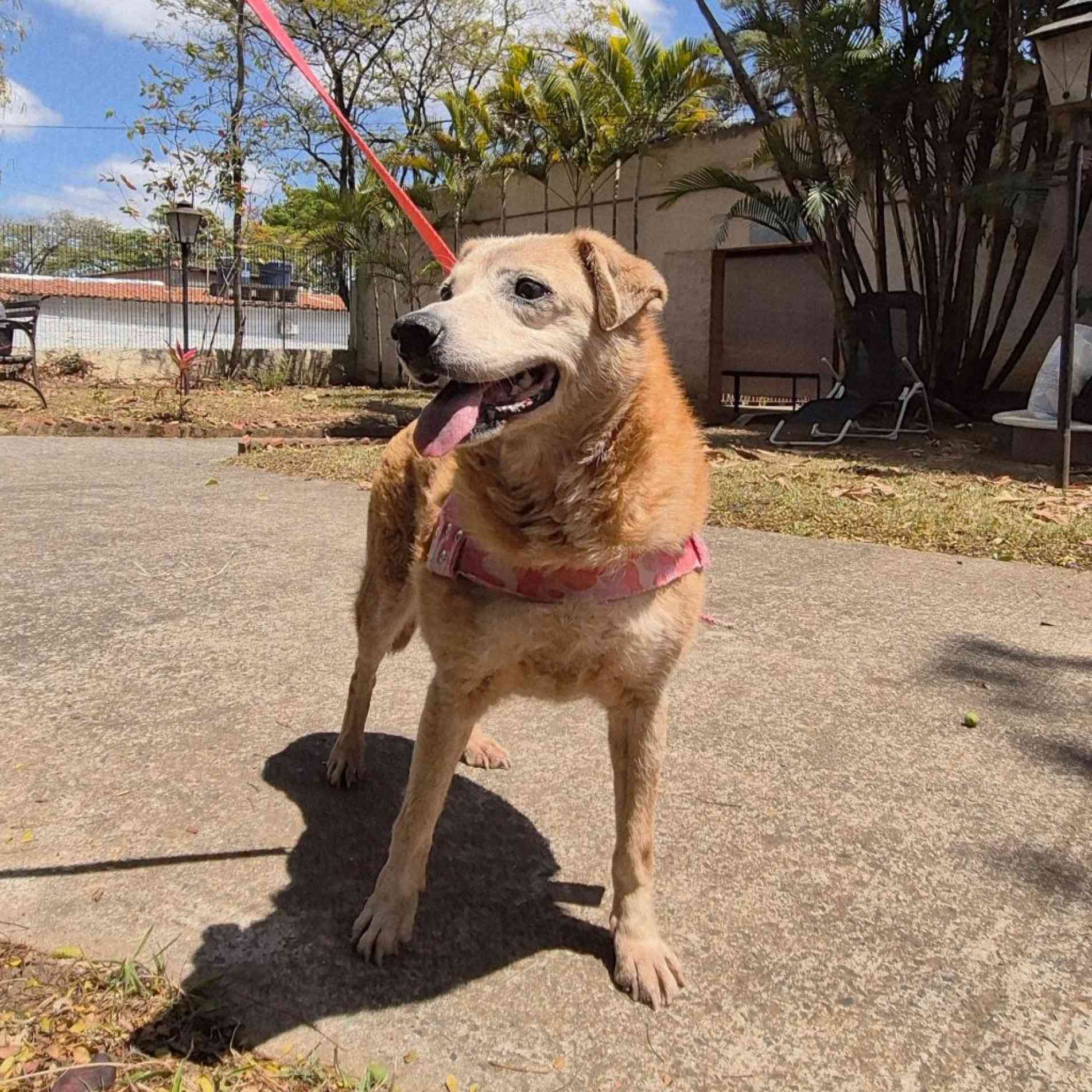 A proposta é envolver a população em ações voluntárias voltadas ao cuidado dos animais abrigados