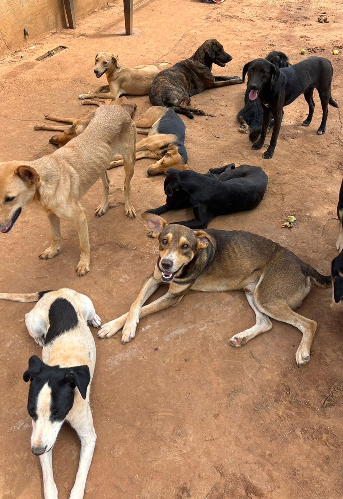 Em alguns casos, a situação sai do controle e se torna um risco para o entorno
