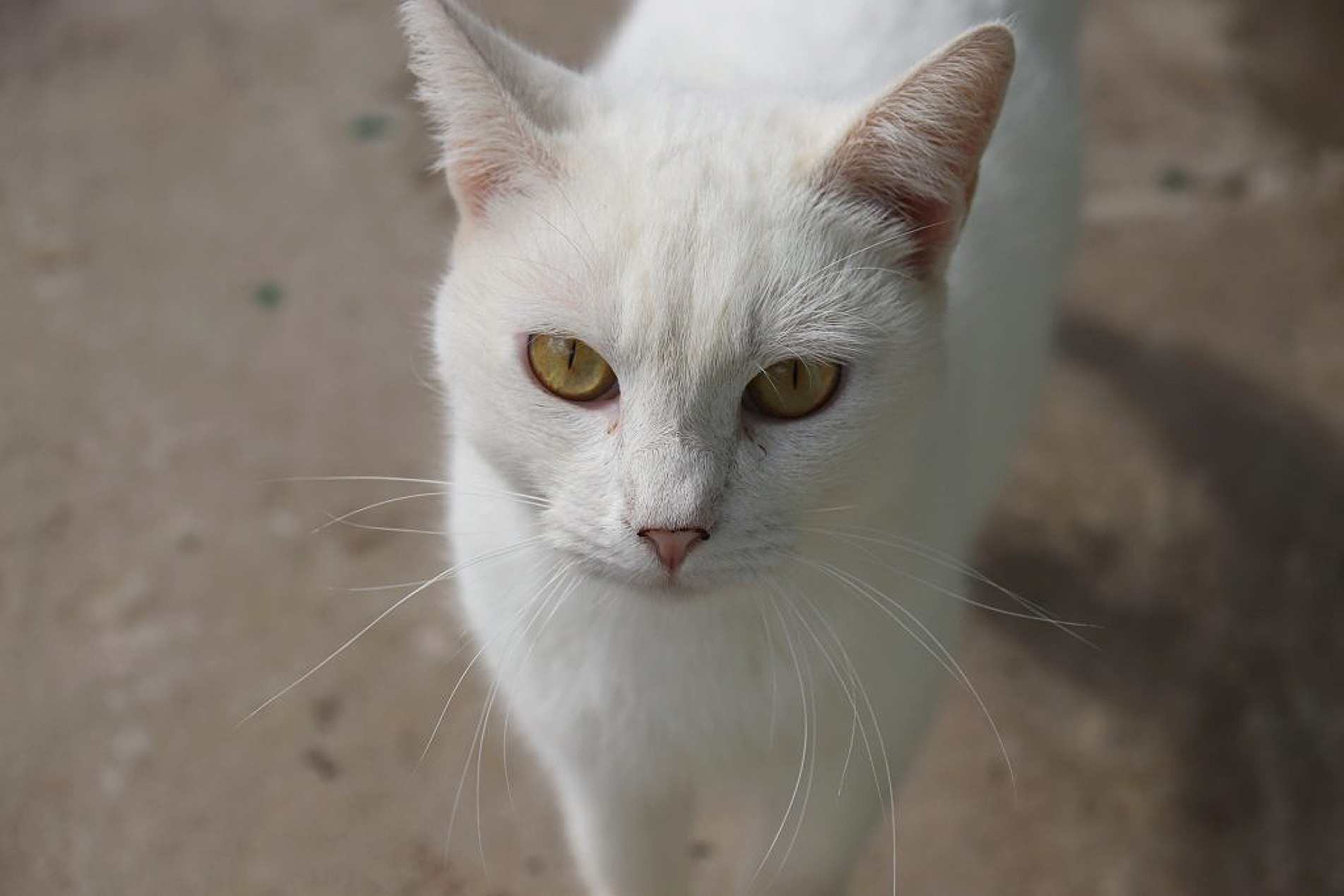 Castração e microchipagem de cães e gatos estão previstas para abril 
