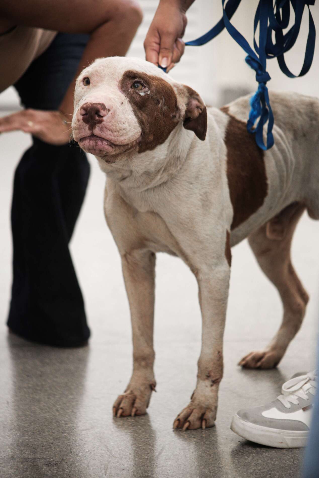  O animal chegou a perder a consciência após as agressões