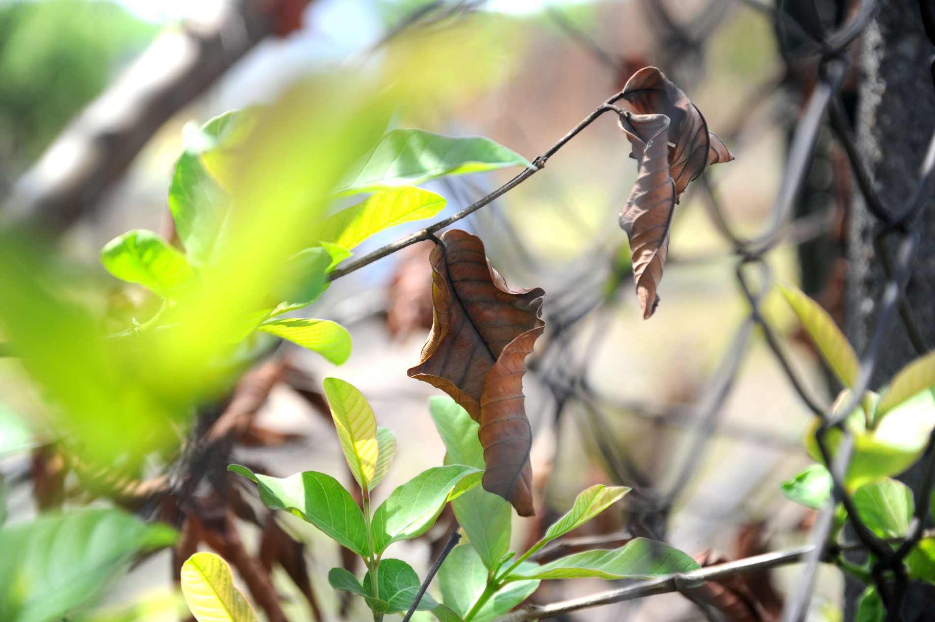 Abril deve registrar pancadas de chuva, embora menos frequentes e volumosas do que nos meses anteriores.
