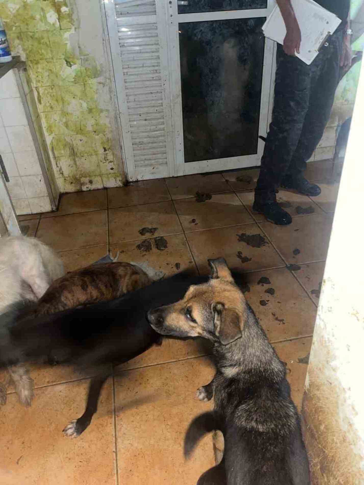 Animais estavam em condições precárias