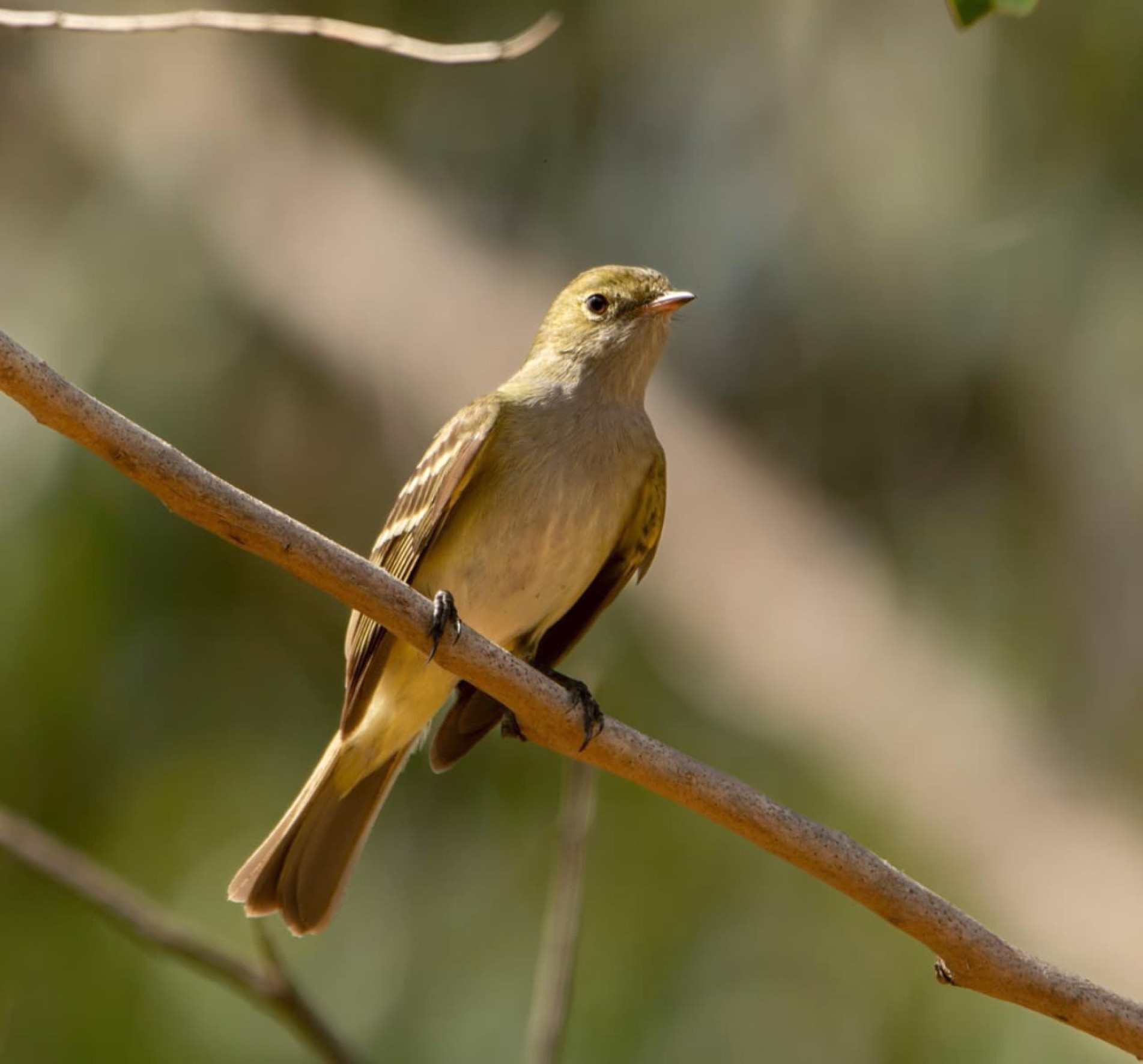 Pequeno 
e ágil, o tuque-pium captura insetos no ar e pode viajar grandes distâncias ao longo do ano
