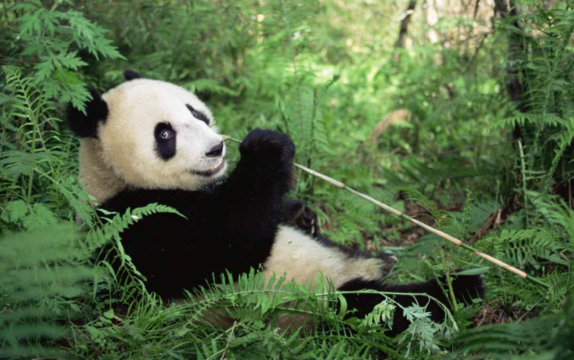 
O panda-gigante adora bambu e 
pode passar 
muitas horas 
do dia mastigando essa planta!