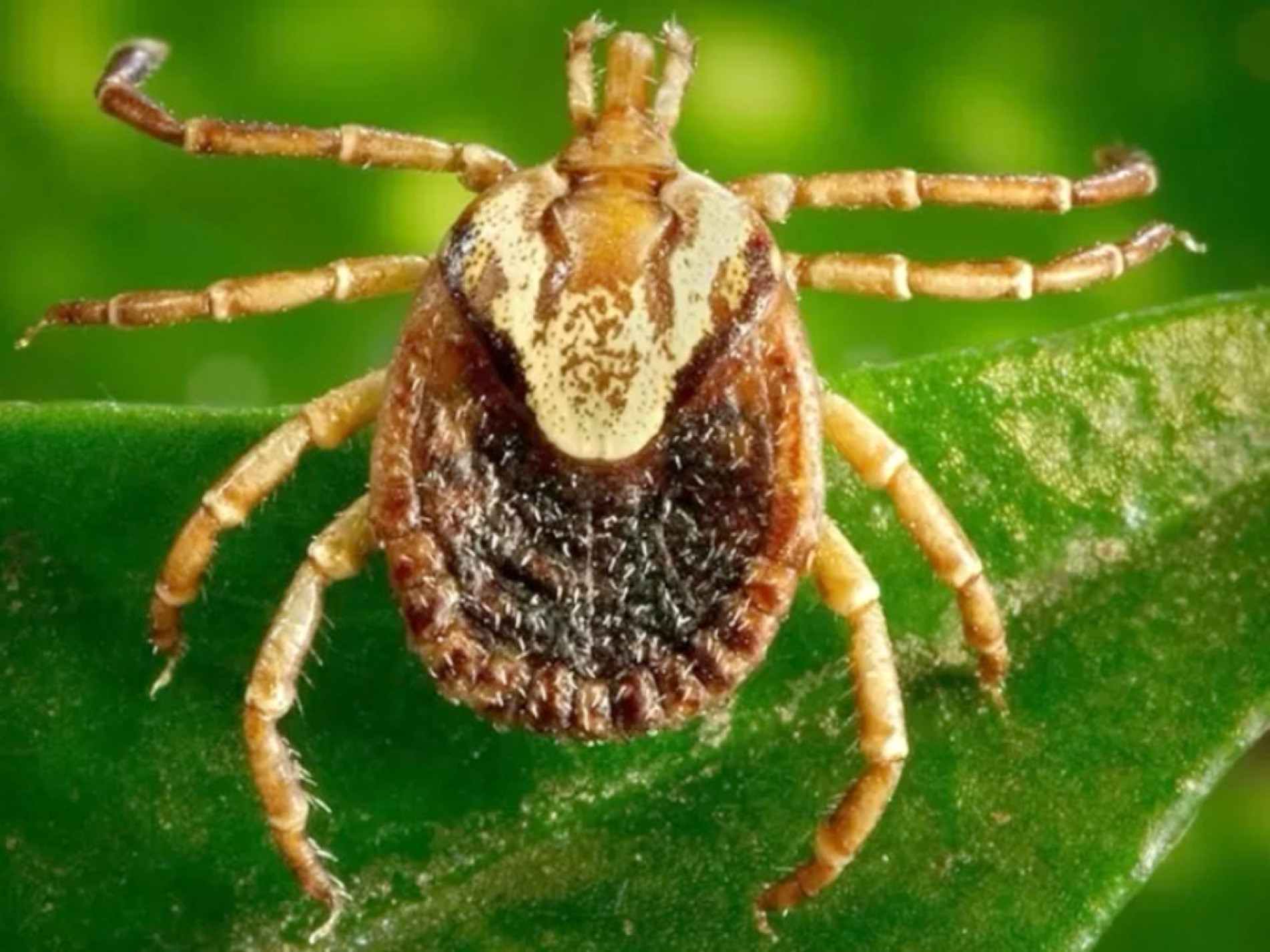  Doença é transmitida pela picada de carrapatos contaminados por bactérias do gênero Rickettsia
