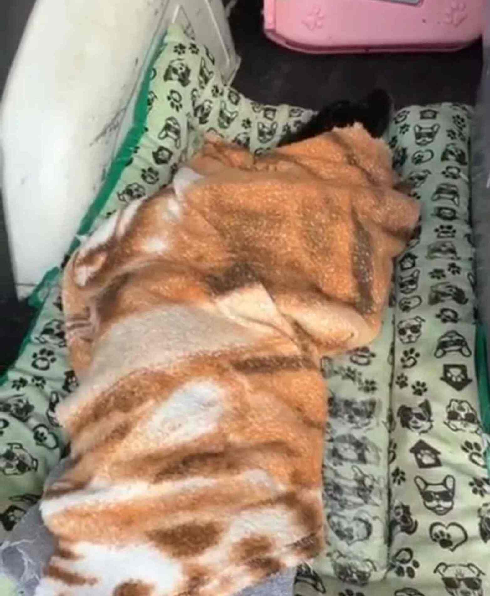 Os animais foram encaminhados para uma clínica veterinária, onde permanecem em isolamento e sob acompanhamento