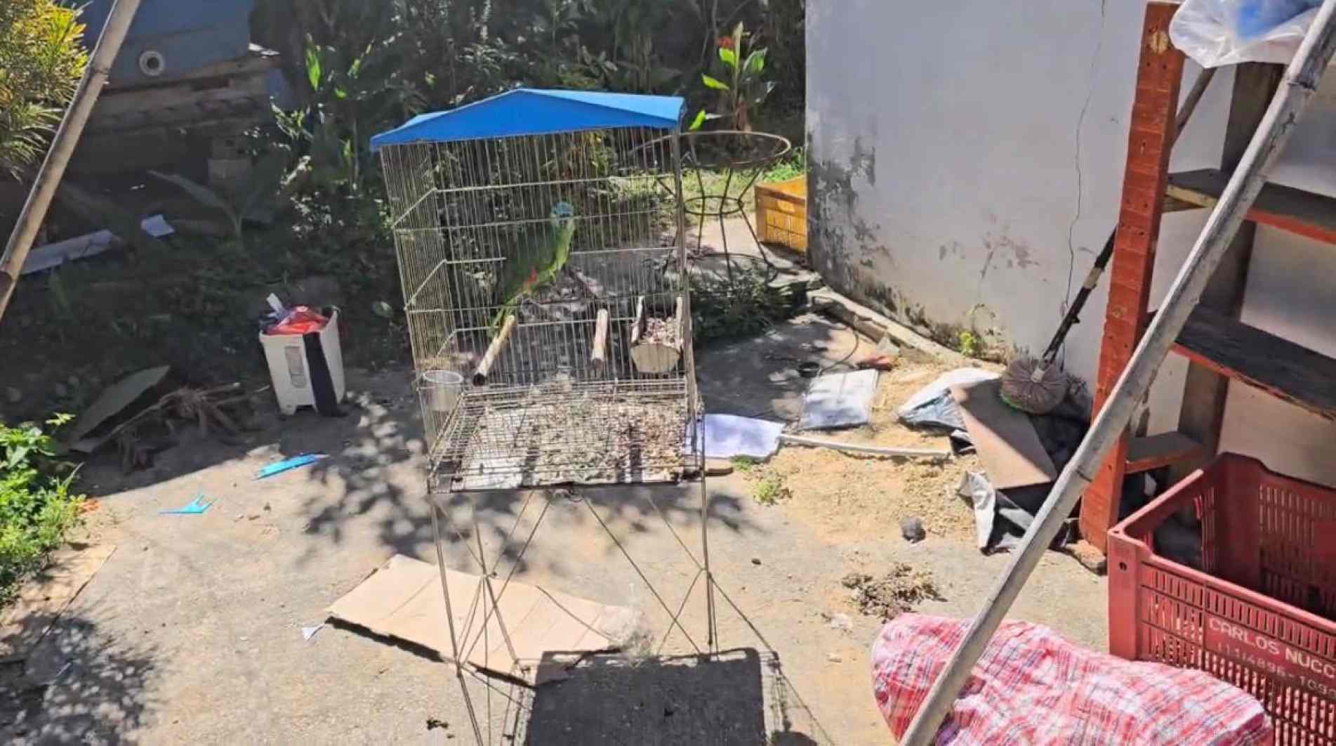 Os policiais localizaram, na casa do acusado, animais mantidos em situação de maus-tratos