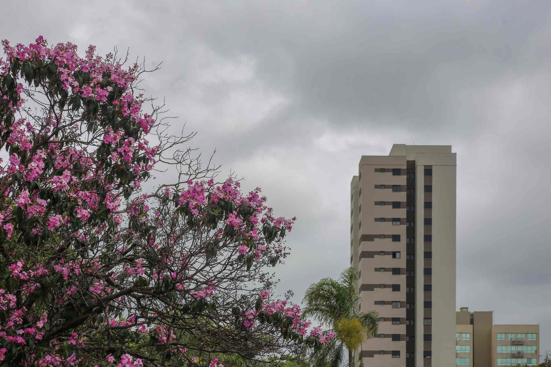 Previsão de chuva para a RMS