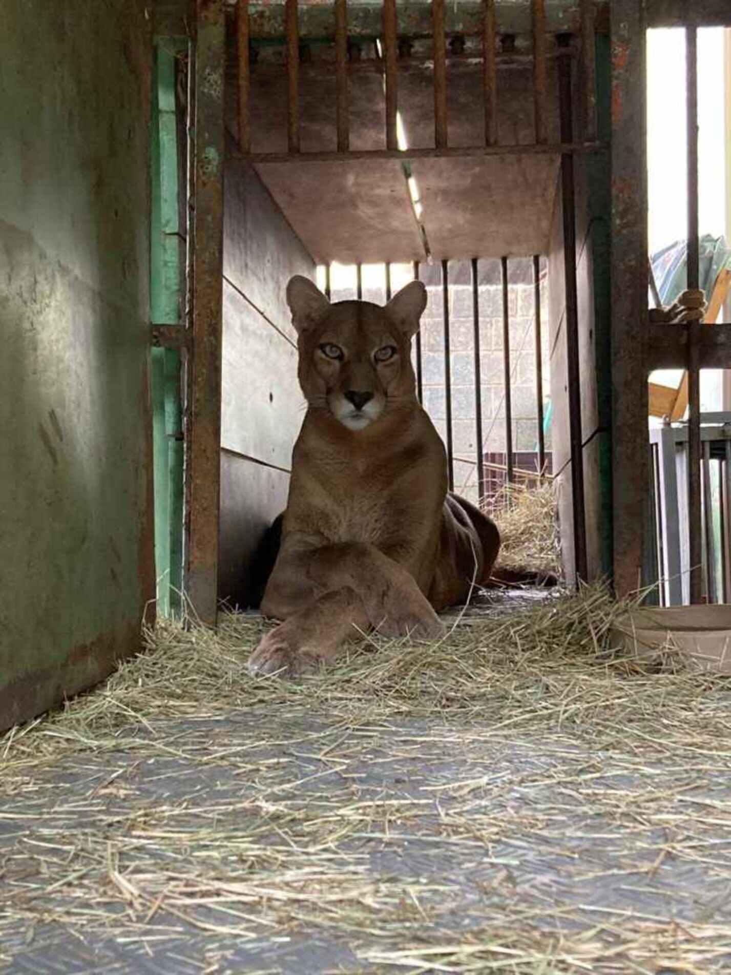 Com idade estimada de 14 anos, Nino foi diagnosticado em 2025