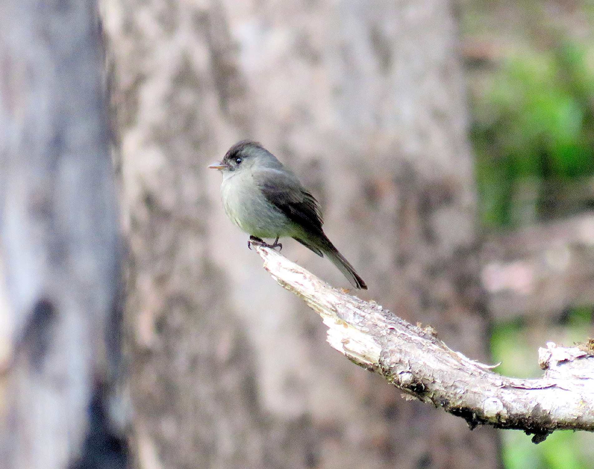 Pequeno e ágil, o
papa-moscas-cinzento é
um verdadeiro caçador do ar, capturando insetos com
voos rápidos
