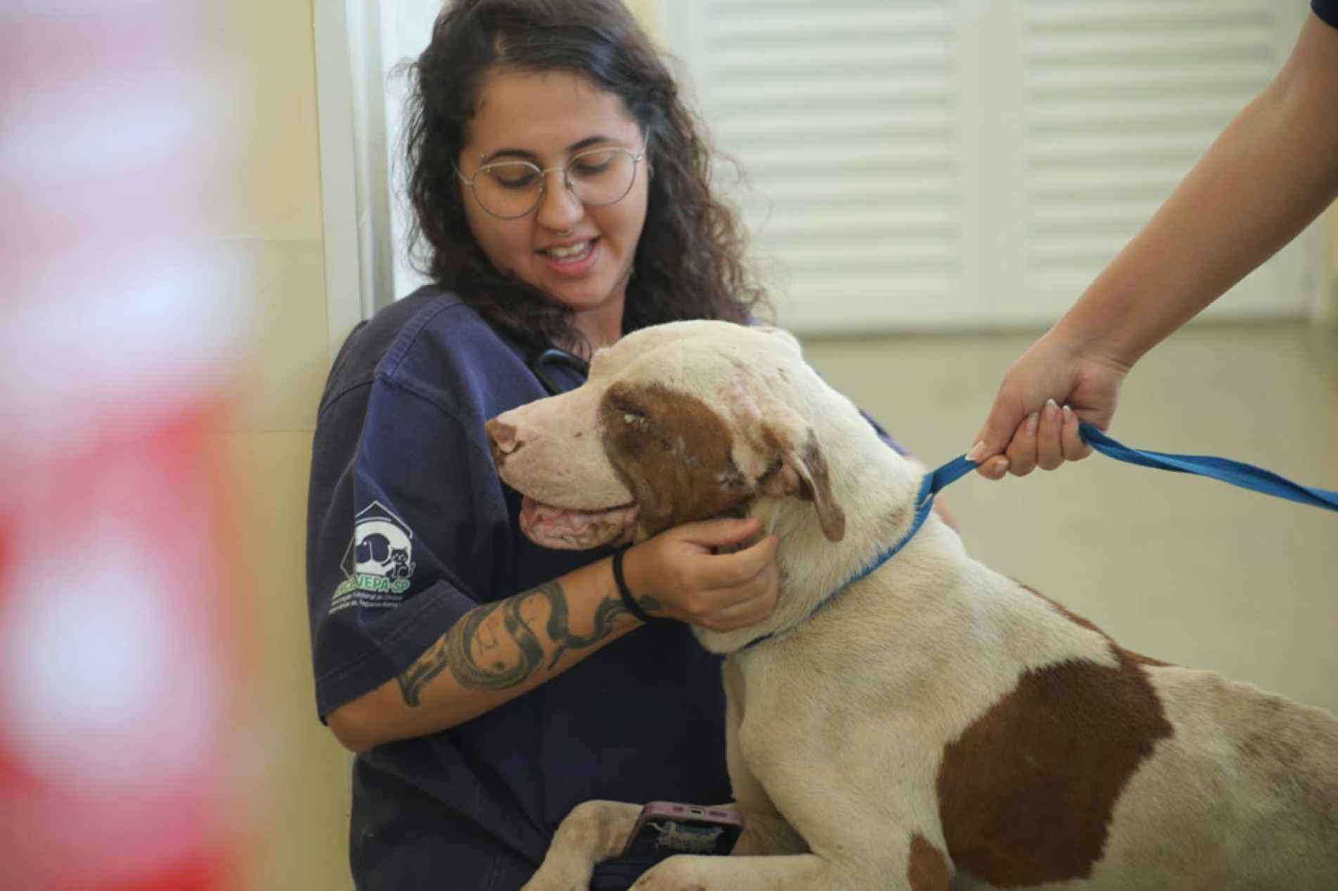 Segundo a vereadora, o animal está disponível para adoção responsável e busca um lar definitivo
