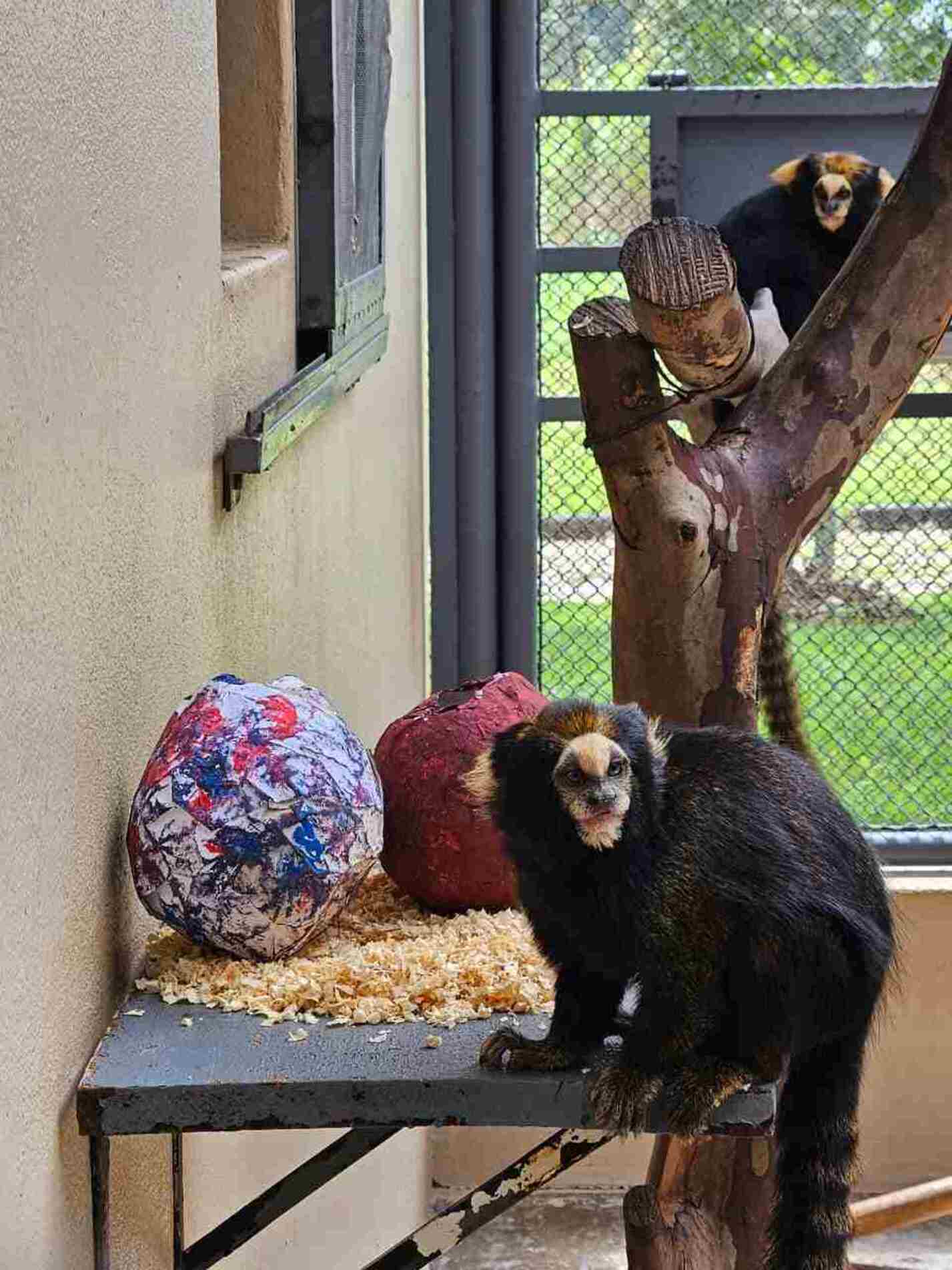 A iniciativa teve como objetivo estimular comportamentos naturais dos animais, além de contribuir para o bem-estar físico e mental