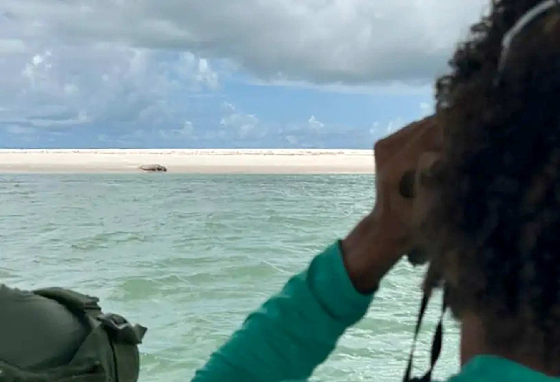 Leôncio, o elefante-marinho, foi visto novamente no litoral de Alagoas enquanto 
descansava durante a troca de pelagem
