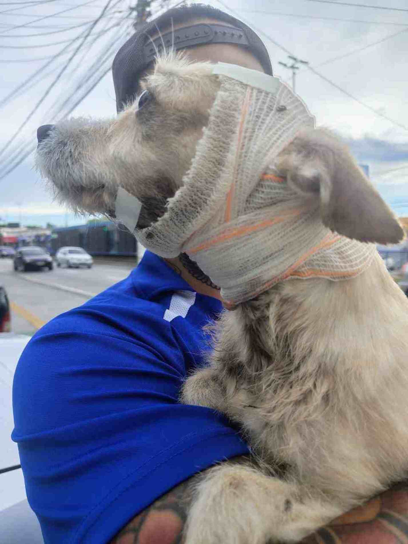 O animal levou pontos