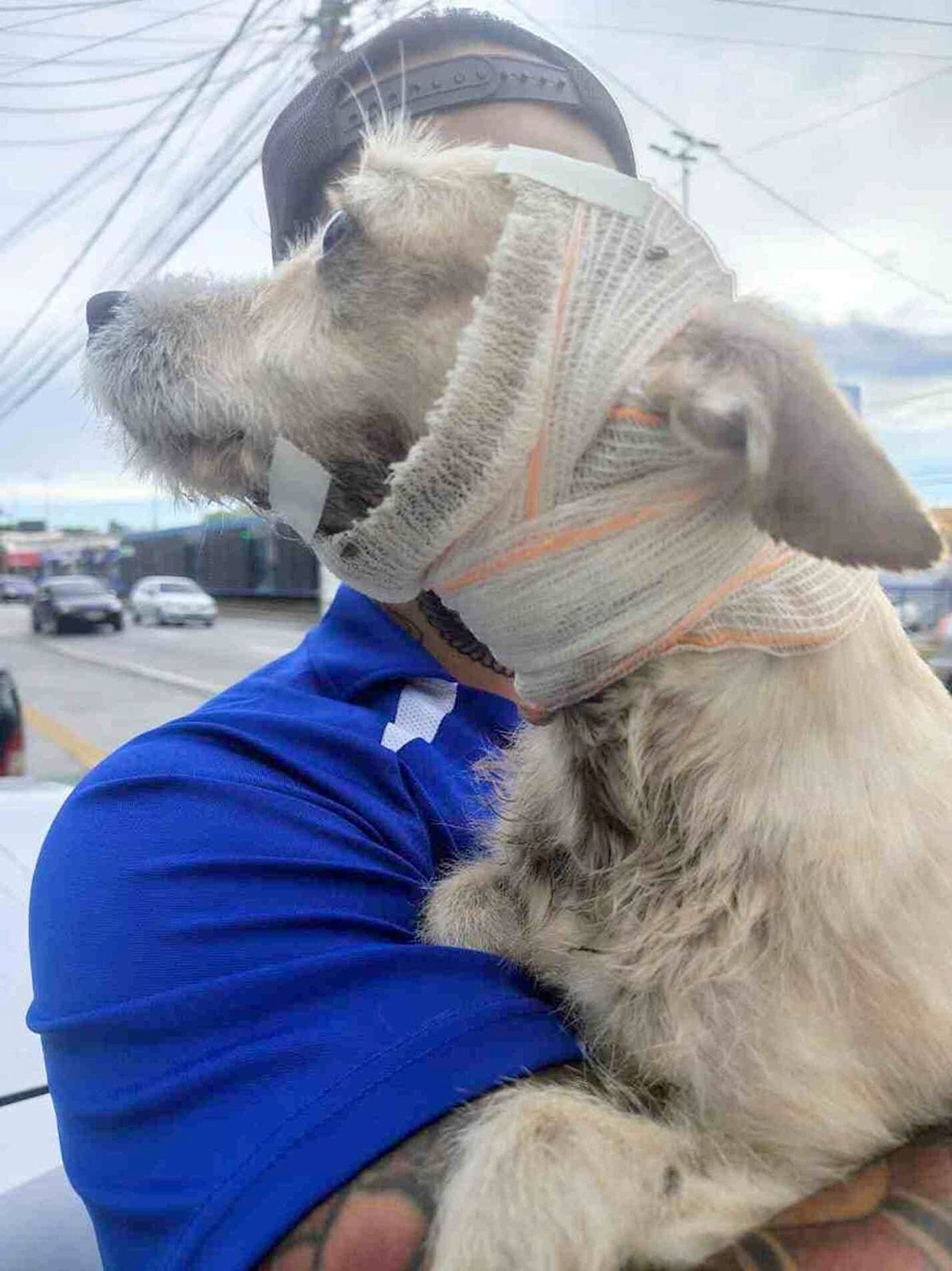  No dia 4 de abril, 
um  pitbull 
atacou o cachorro de uma família que passeava no Centro Esportivo Doutor Pitico, na Vila Angélica, em Sorocaba, causando ferimentos que exigiram atendimento veterinário urgente
