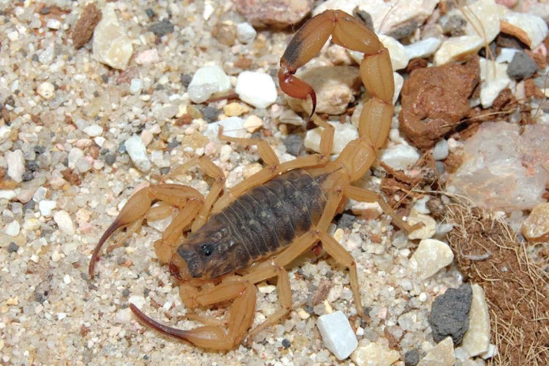 Envenenamento ocorre quando o escorpião injeta veneno pelo ferrão na cauda; sintomas são imediatos
