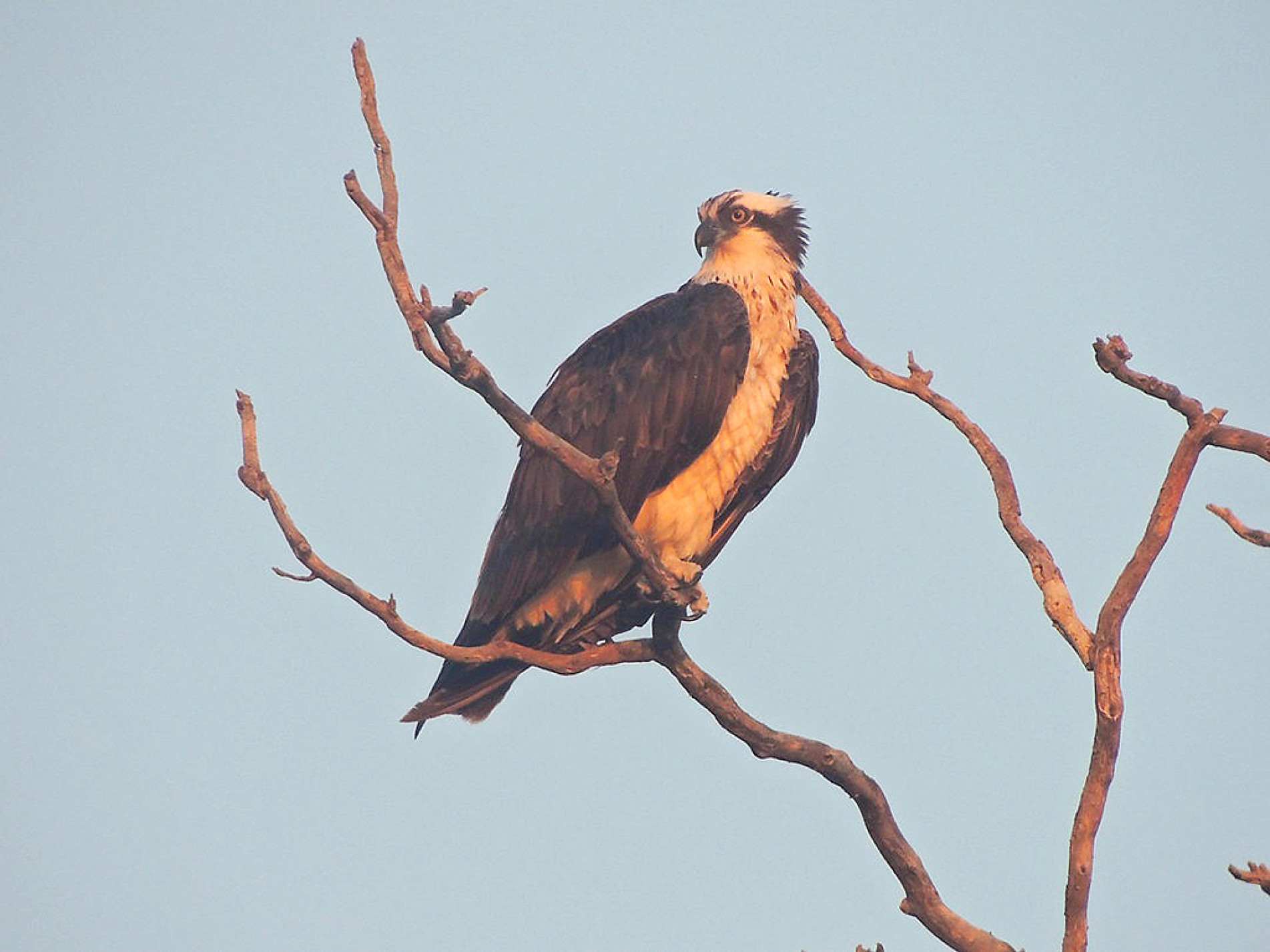 Águia-pescadora é especialista em capturar peixes e impressiona pelos mergulhos rápidos e precisos 