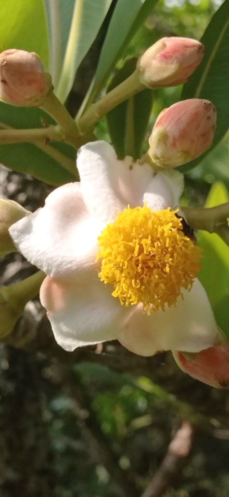 Grande e delicada, a flor do pau-santo tem tom rosado, estames amarelos e atrai abelhas para a polinização