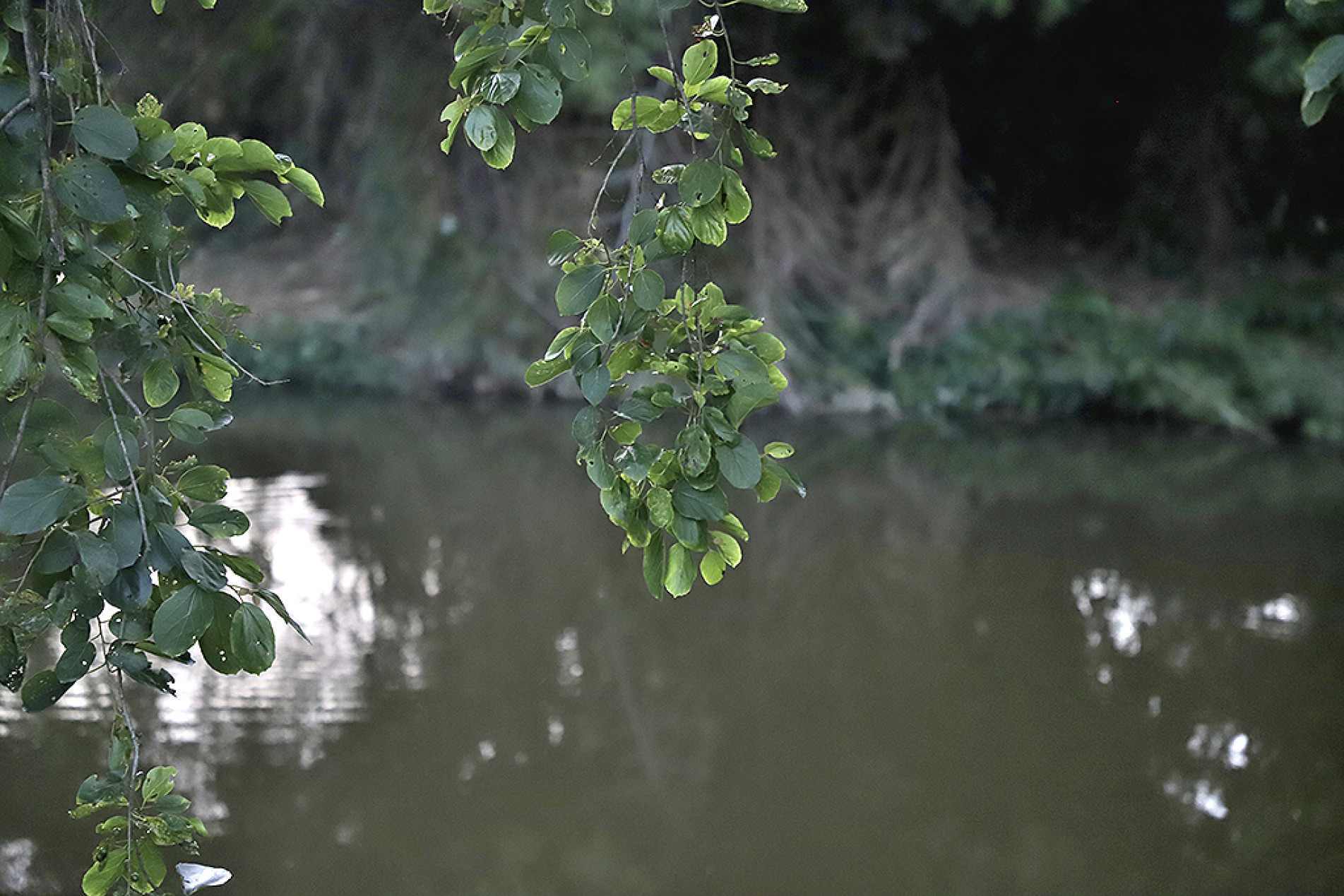  Cetesb aguarda os resultados de análises laboratoriais para concluir o parecer técnico sobre a qualidade da água do rio
