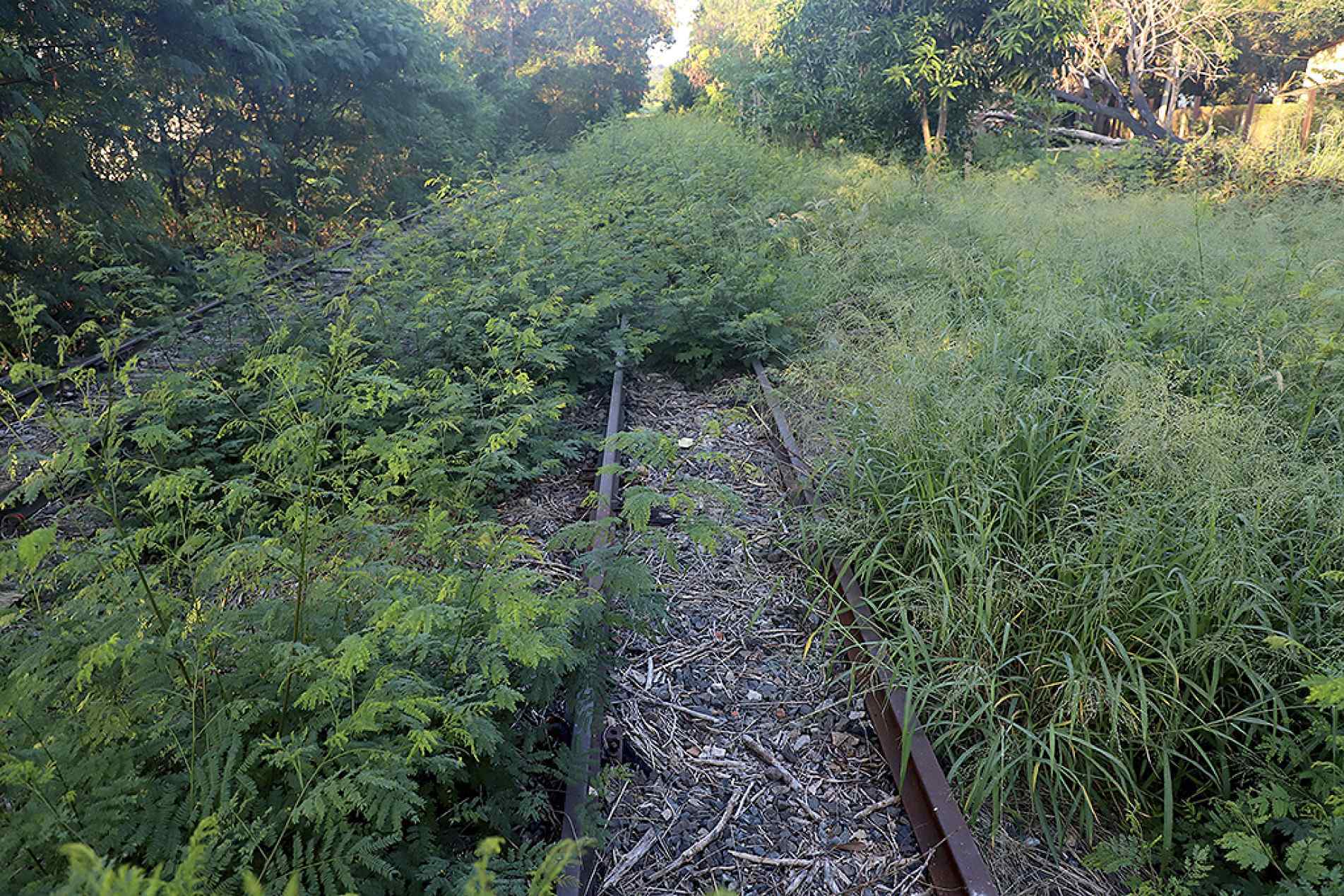  Em alguns trechos, a malha ferroviária, que já foi uma das principais vias 
de transporte e escoamento do país, está tomada pelo mato alto
