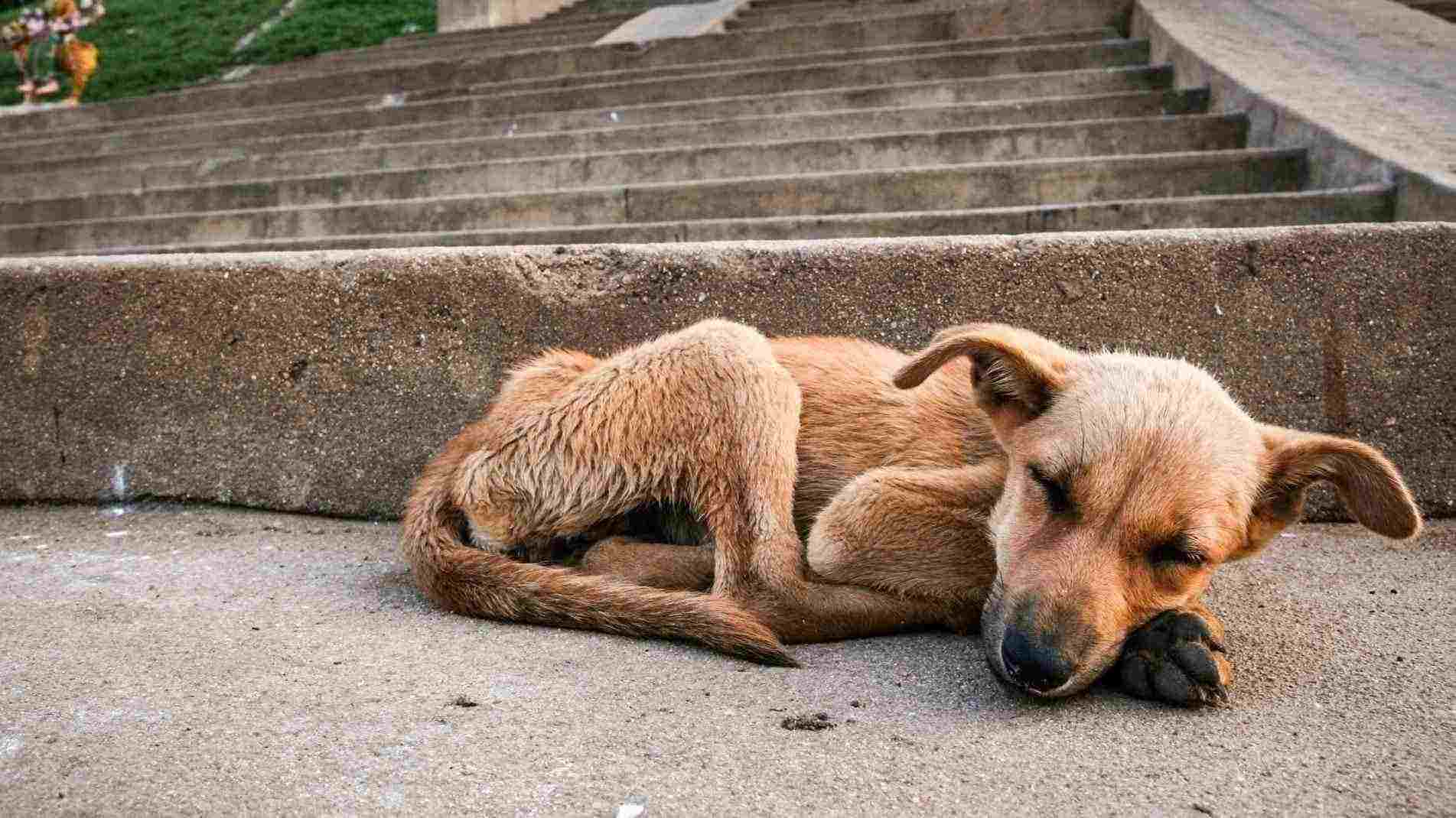 Para ter um animal, é fundamental garantir espaço adequado e oferecer condições de limpeza, alimentação, saúde e bem-estar, respeitando as necessidades específicas de cada espécie e a capacidade do tutor em manter os bichos