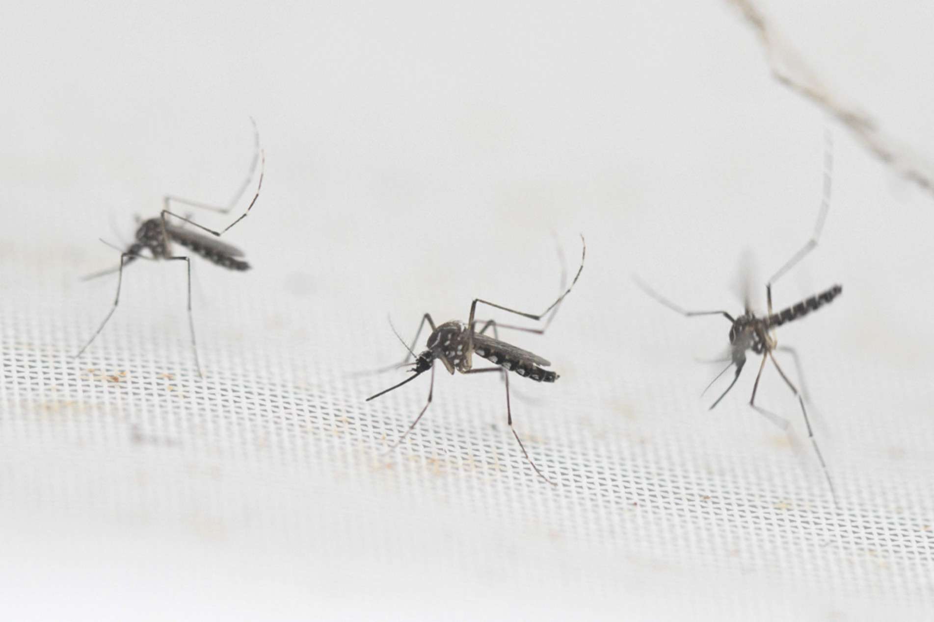 Municípios reforçam estratégias contra mosquito transmissor
