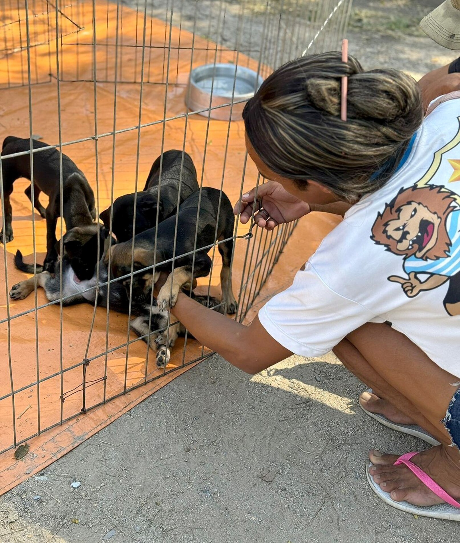 Iniciativa prevê atividades como passeios, banhos 
e acompanhamento dos animais