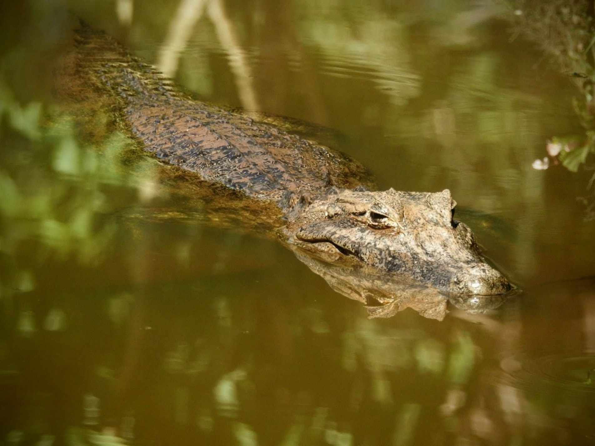 A soltura será feita em uma área adequada