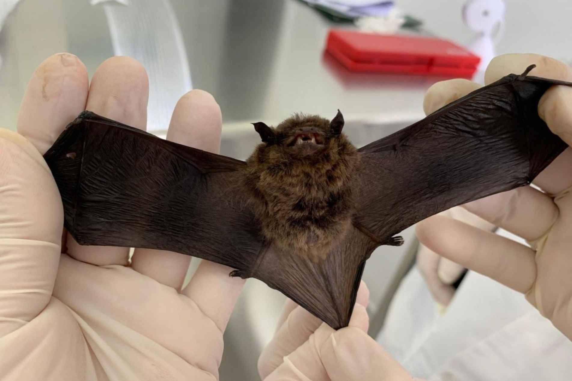 Segundo a Secretaria, não há risco imediato à população