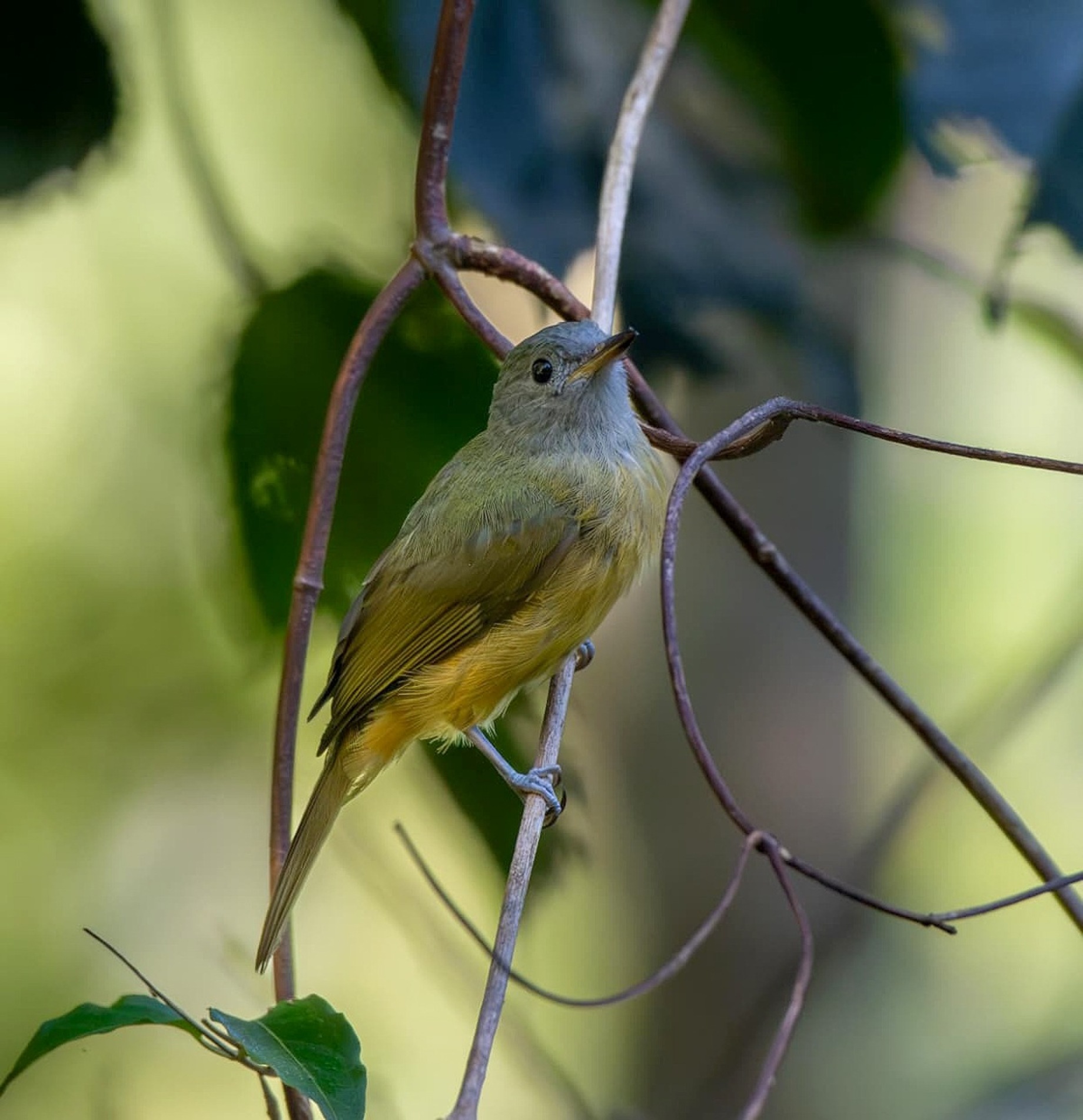 Pequeno, de cabeça cinza e corpo colorido, 
o abre-asas-de-cabeça-cinza
levanta as asas enquanto canta