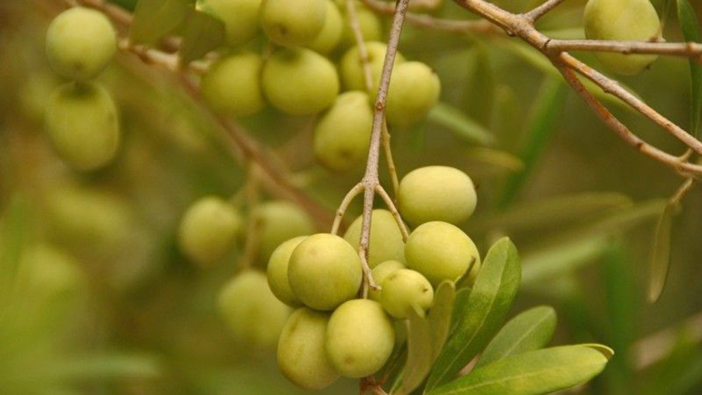 Perspectiva é de 800 mil litros de azeite na safra gaúcha