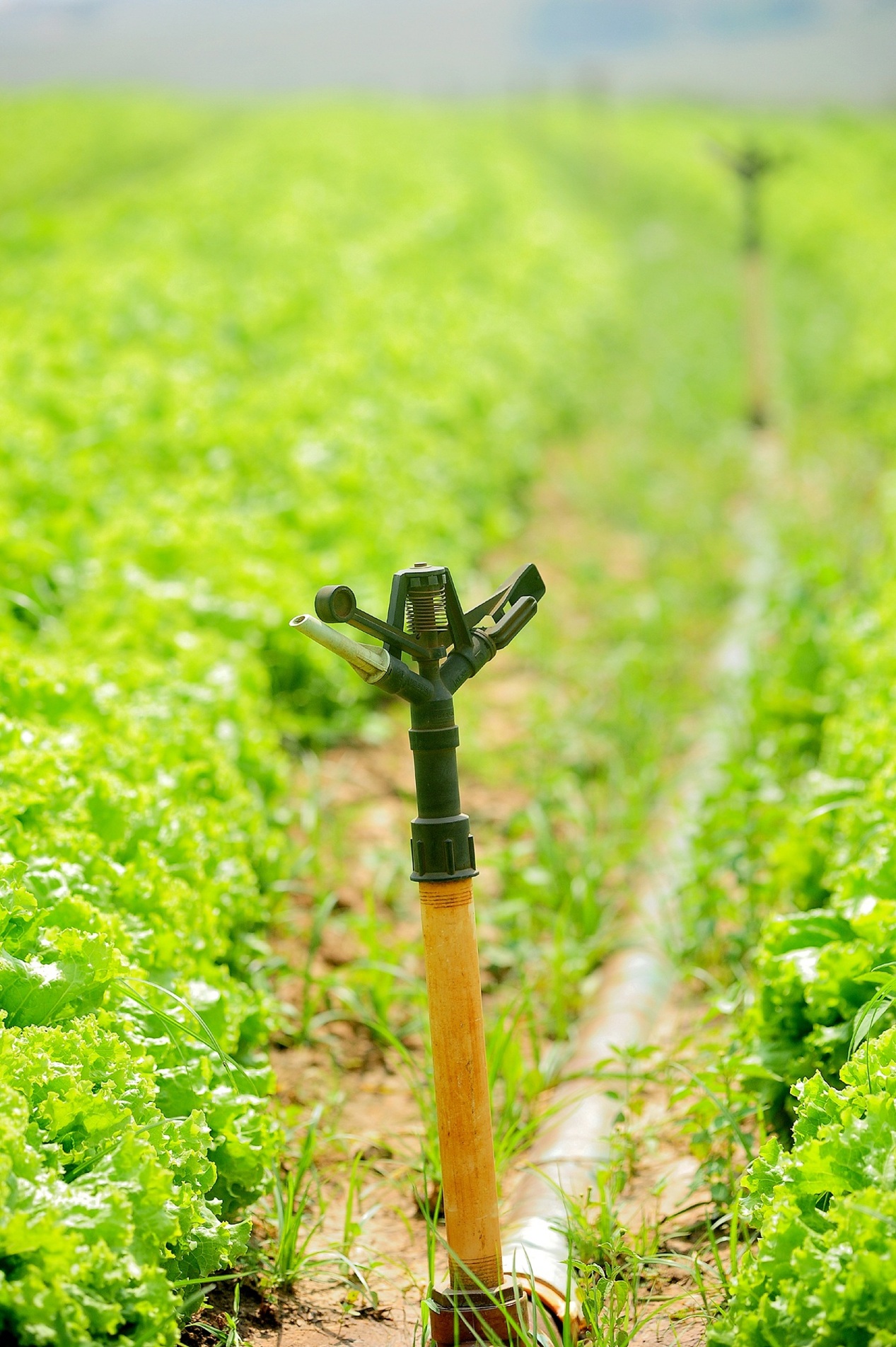 Crédito permitiu implantação de sistema de 
irrigação e aumento da produção rural
