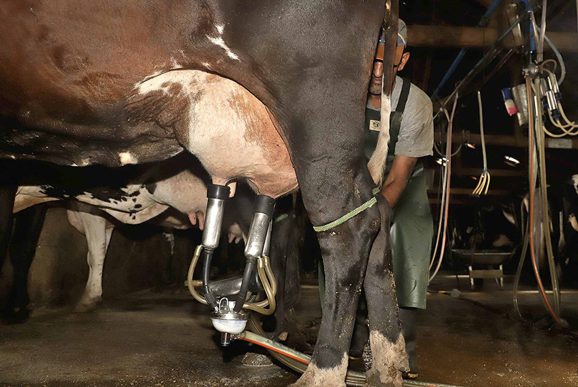  Mecanização e assistência técnica impactam diretamente na rentabilidade das propriedades
