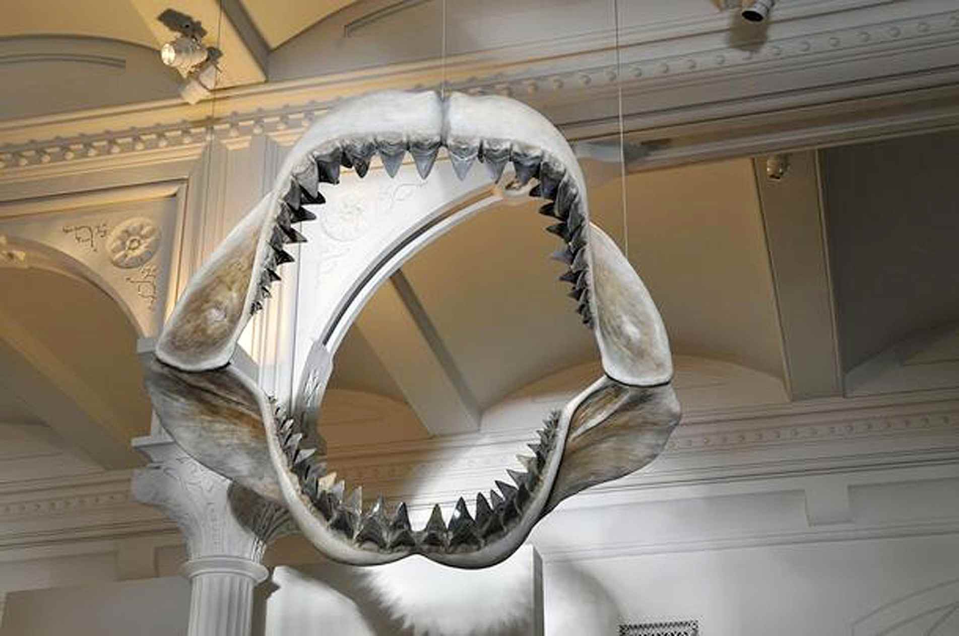 Olha o tamanho desses dentes! Eles eram do megalodonte, um gigante dos oceanos
