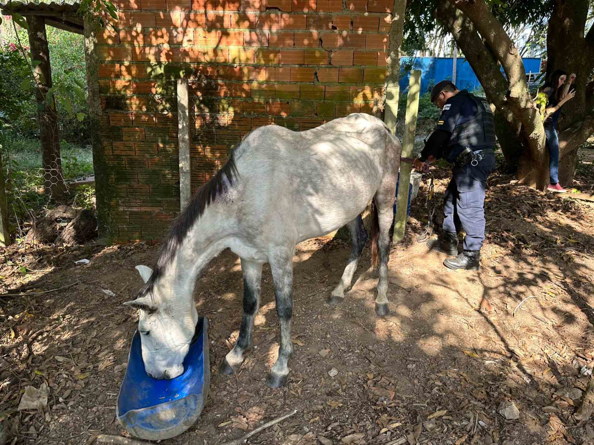 Animal foi encontrado com sinais de desnutrição, desidratação e ferimentos graves em área do bairro Chácaras Primavera