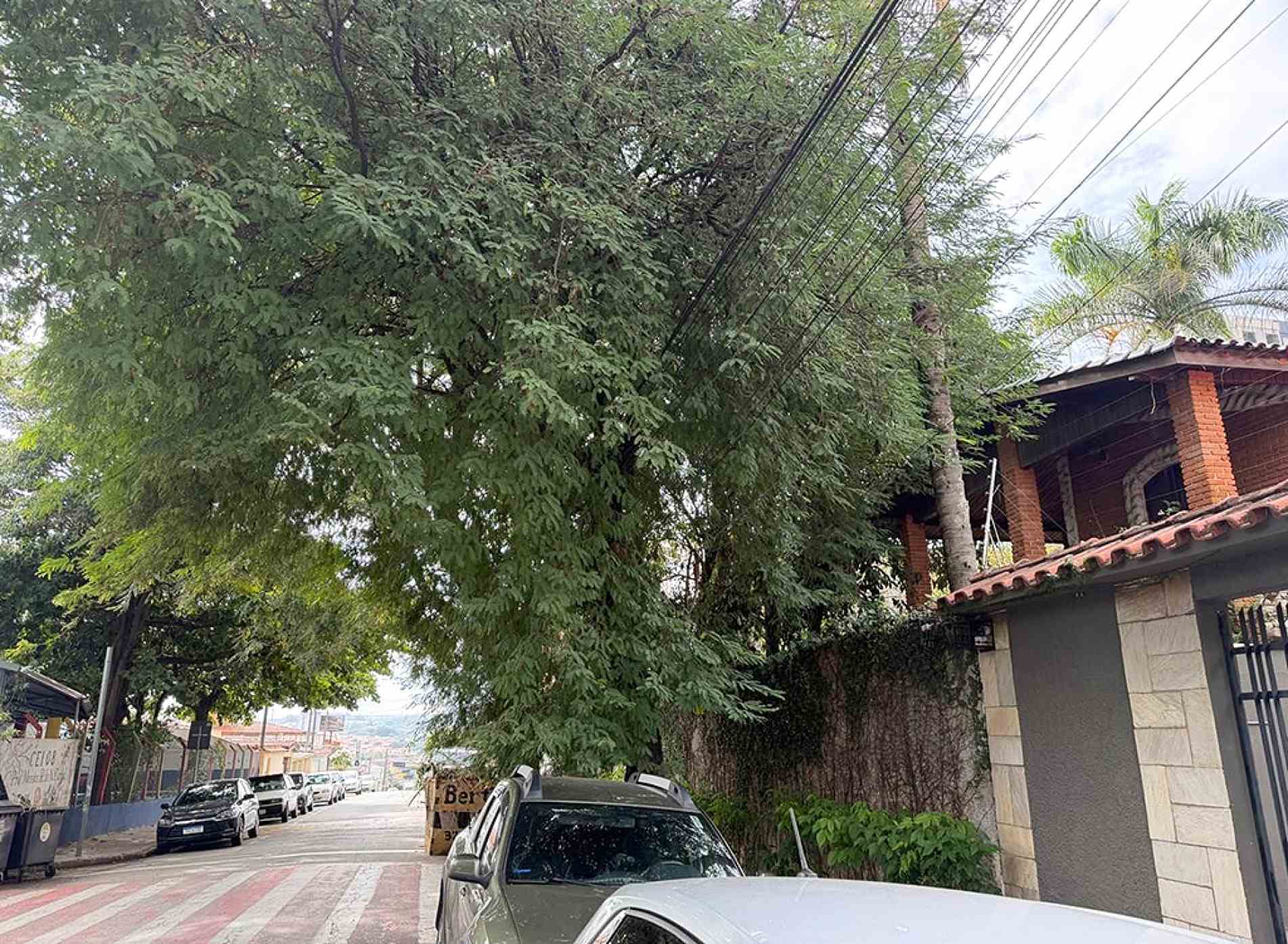 Para solicitar poda ou supressão, moradores devem acessar o site da prefeitura, 
preencher a documentação e concluir pedido em uma Casa do Cidadão; em casos 
de risco elétrico, a CPFL deve ser acionada por meio de seus canais de atendimento
